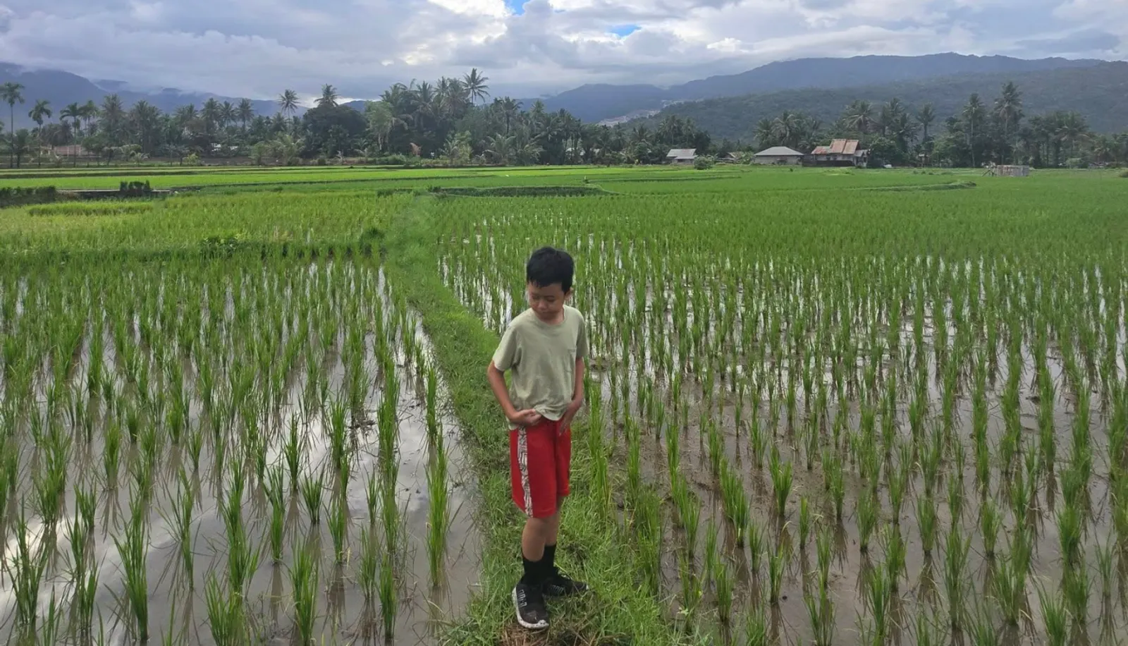 Hikmah di Pematang Sawah: Langkah Kecil Menuju Kedekatan dengan Allah