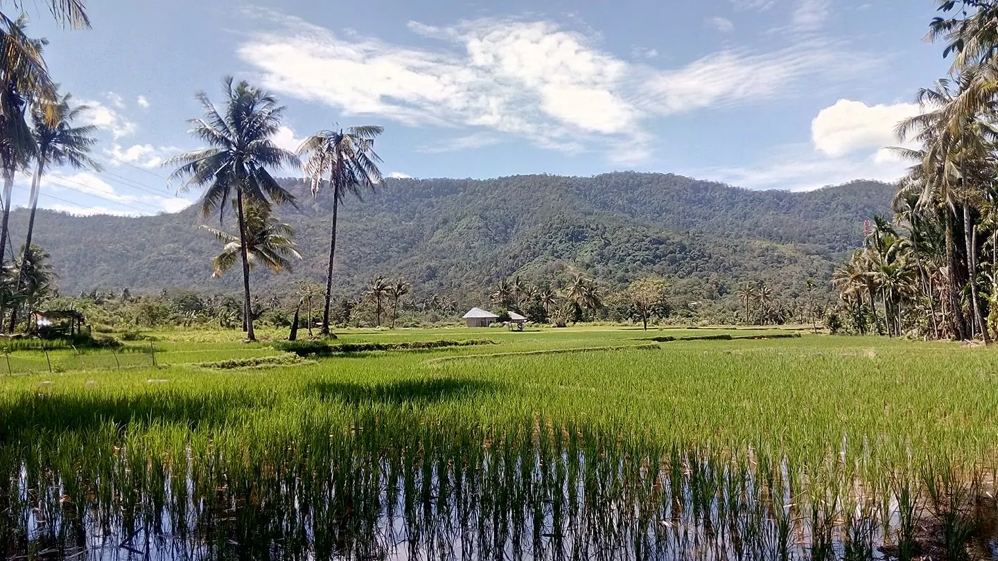 Petualangan Pagi di Koto Lalang: Menemukan Makna Hidup Bersama Jagoan Kecil